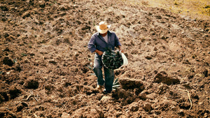 Picking agaves in the field.
