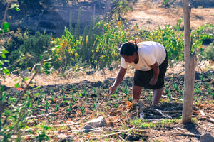 A woman tending to some small agaves in a field.