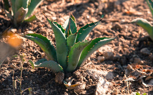 Close up of an agave plant growing in the earth.