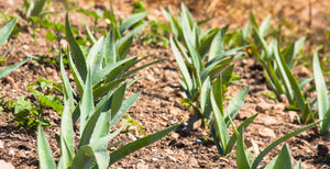 Rows of agaves growing in the earth.
