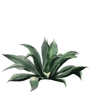 Drawing of Tepexate agave