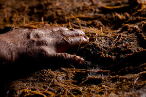 Fermented agaves in production process.