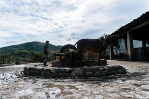 Grinding of agaves using donkey to pull large grinding stone wheel.