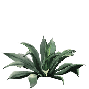 Drawing of Tepexate agave 